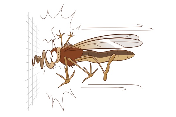 fliegengitter.org fliegengitter.org